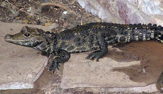 世界上最小的鳄鱼 非洲侏儒鳄体长仅1.5米左右