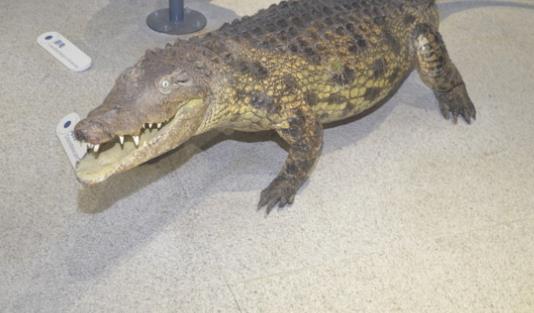 世界上最凶残的鳄鱼 湾鳄曾吞食近千名日军