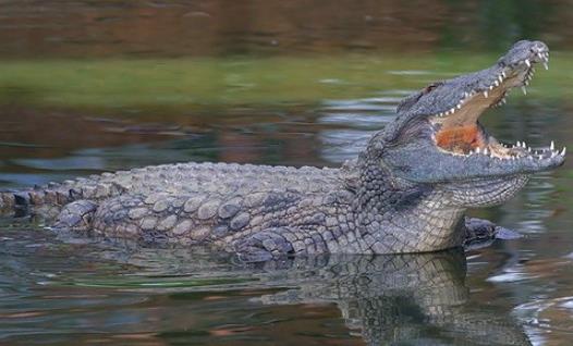 世界上最凶残的鳄鱼 湾鳄曾吞食近千名日军