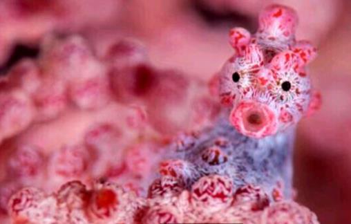 世界上最小的海马 豆丁海马身长不足2厘米 是伪装大师