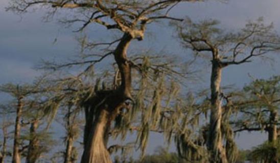 世界上最可怕的沼泽 没人知道幽灵沼泽把人吸到哪去了