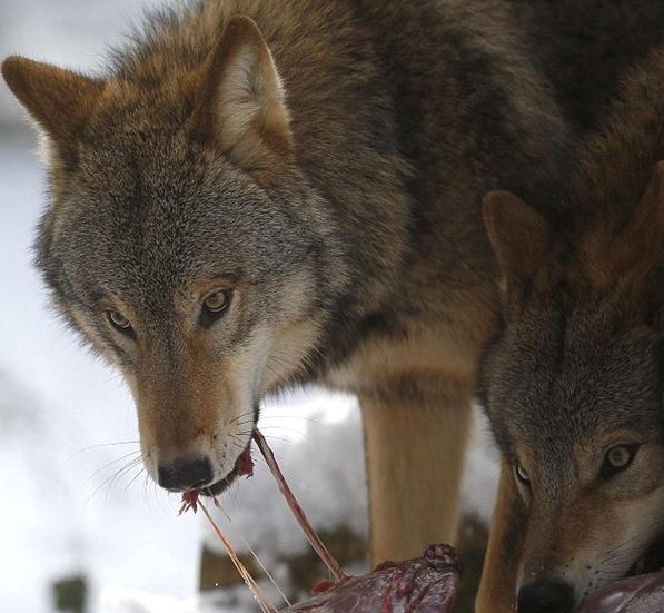 ���ǹ�ʳ�գ��¹�79������ͳ����Ⱥ���������Ⱥιʳ��ʾ�׽�