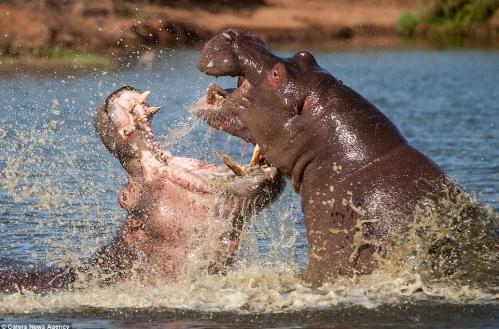 ץ���Ϸ���ͷ���������������ս���ſ�Ѫ����˺ҧ�Է�ͼ