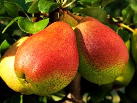 哺乳期能吃梨吗?哺乳期吃梨有什么好处