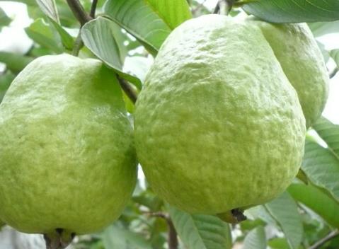 哺乳期能吃番石榴吗?哺乳期吃番石榴的做法