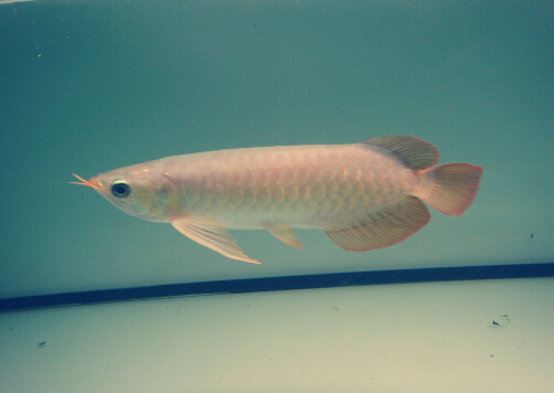 ��̿������Ĵ�������-��̿�������ô�죿