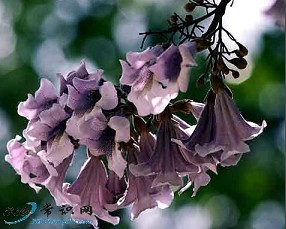 ��ͩ�������ഺ��ƫ��