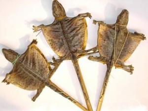 得了肺结核怎么办？蛤蚧治疗肺结核偏方