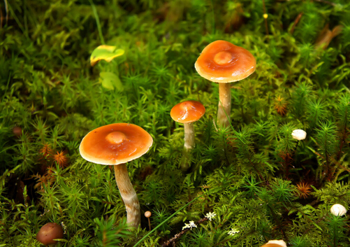 Ģ����ô�ԣ�Ģ����������ȫ