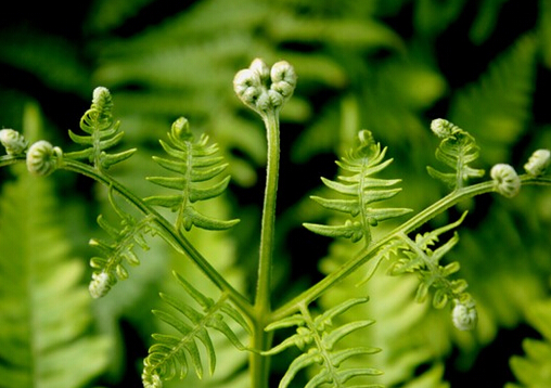 ާ�˵�Ӫ����ֵ-ާ�˵�����