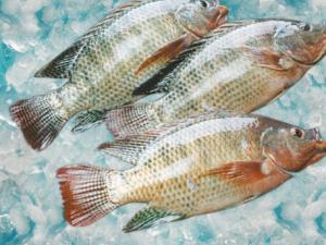 罗非鱼的做法-罗非鱼的介绍