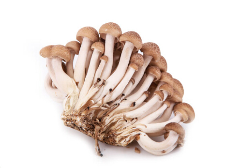 зζ����Ӫ����ֵ-зζ����������ȫ