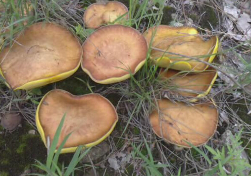 ��Ģ������-��Ģ�Ĺ�Ч������