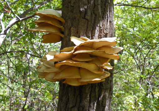 ԪĢ������-ԪĢ����ֲ����