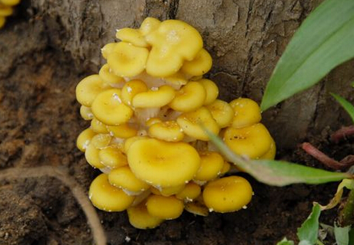 �ܻ�Ģ������-�ܻ�Ģ�Ĺ�Ч������