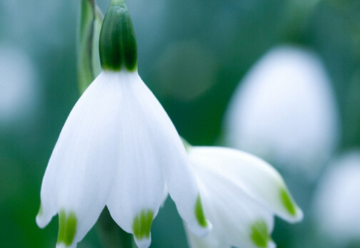 ѩ�����ĳԷ�-ѩ�����Ĺ�Ч������