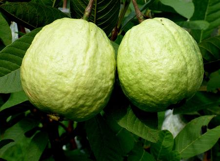 如何挑选番石榴?番石榴的做法大全