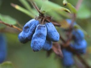 蓝靛果怎么吃？吃蓝靛果的注意事项