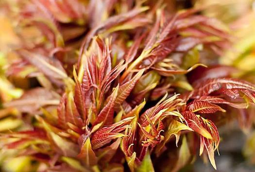 香椿为什么要过水?香椿怎样晒干