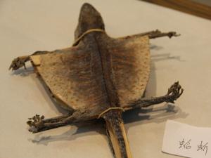 蛤蚧的功效与作用-蛤蚧的价格与选购技巧