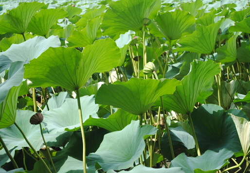 ��Ҷ�ʺϵ���Ⱥ-��Ҷ�Ĺ�Ч������