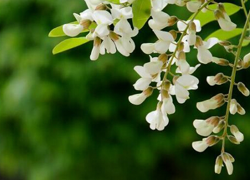 �����Ĺ�Ч������-�����Ľ���