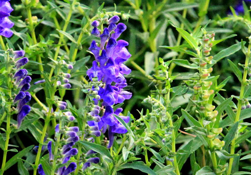 ��᯵Ľ���-���˵Ĺ�Ч������