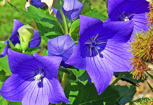 �۹��Ĺ�Ч������-�۹��Ļ���