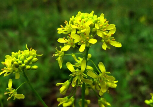 �������ĸ�����-�������Ĺ�Ч������