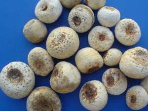 半夏的功效与作用-半夏的介绍