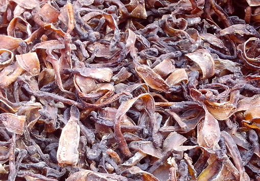 地龙是什么?地龙的功效与作用