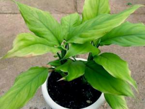 家里有孕妇能养绿萝吗？绿萝有毒吗？