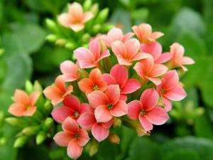 家里有宝宝能养长寿花吗？长寿花的养殖方法