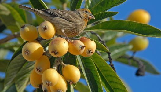 枇杷核什么时候种 枇杷核最佳种植时间