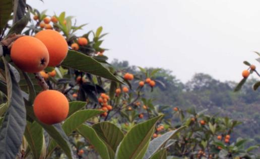 枇杷核什么时候种 枇杷核最佳种植时间