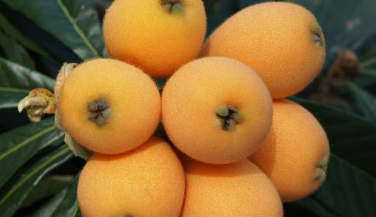 枇杷核什么时候种 枇杷核最佳种植时间