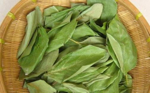 柿子叶什么时候采最好 柿子叶采摘时间