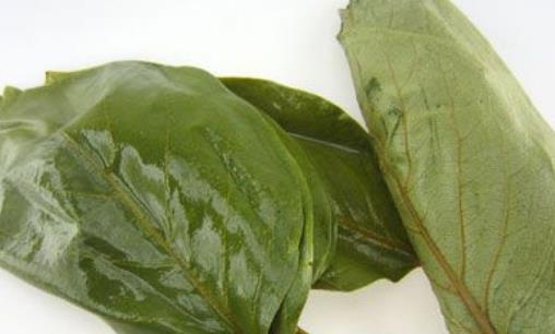 柿子叶什么时候采最好 柿子叶采摘时间