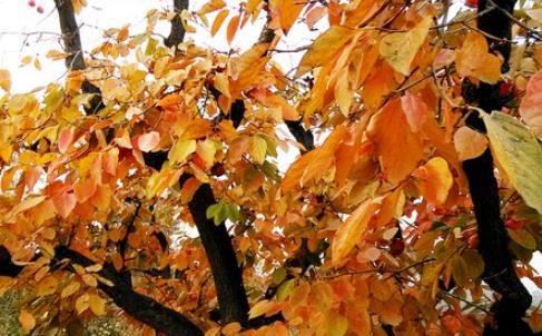 柿子叶什么时候采最好 柿子叶采摘时间