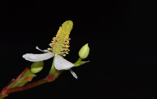 鱼腥草什么季节有?鱼腥草什么时候采摘最好