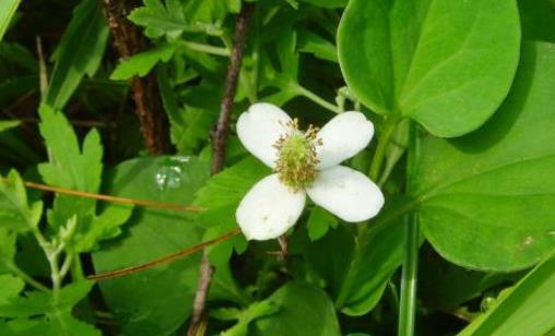 鱼腥草什么季节有?鱼腥草什么时候采摘最好