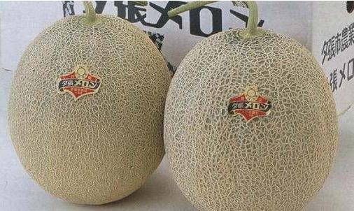 一、夕张王甜瓜.jpg
