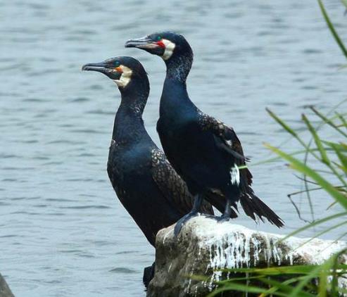 十大漂亮又黏人的鸟儿排行榜,八哥适合新手,虎皮鹦鹉会学说人话