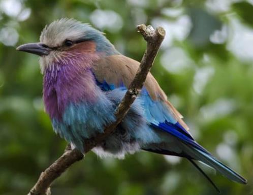 十大漂亮又黏人的鸟儿排行榜,八哥适合新手,虎皮鹦鹉会学说人话