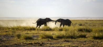 非洲肯尼亚六大旅游景点排行榜 肯尼亚有什么好玩的地方