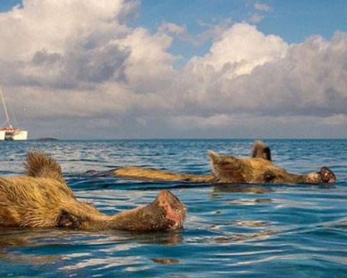 世界十大私人岛屿旅游排行 Isla de sa 坐落于西班牙圣米格尔湾