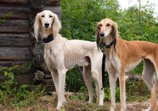 世界上跑得最快的狗排行榜 灵缇的平均时速达60公里