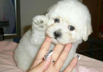 世界上最可爱的犬类排行榜 斗牛犬起源于19世纪