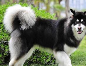 狗中三精与狗里的拆家四天王排名 哈士奇外形长得更像是一只狼