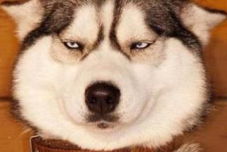 狗中三精与狗里的拆家四天王排名 哈士奇外形长得更像是一只狼